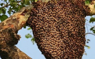 蜜蜂自然分蜂的过程，首先工蜂会在巢门前聚集