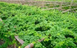 苦瓜的整枝打叉方法，把枝蔓顶端的叶梢剪除可促进侧枝生长