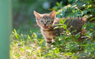 怎么防止被猫抓伤,发情期尽可能减少与猫咪的接触