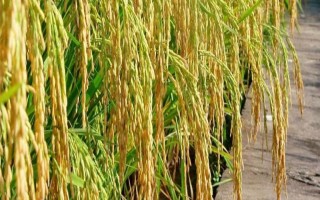 宜香4245水稻种子特点，全生育期140.7天