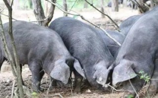 黑毛猪的价格，一斤需要30-50元左右