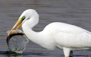 白鹭的品种，常见的有大白鹭、中白鹭等