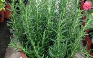 秋天养殖迷迭香的方法，减少浇水次数避免烂根