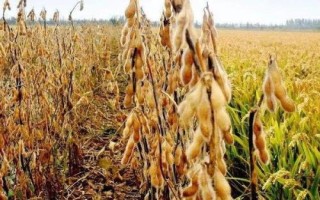 九研13号大豆品种的特性，在适应区5月上旬播种