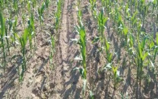 种下玉米打草甘膦会损害吗，需按照说明正确操作