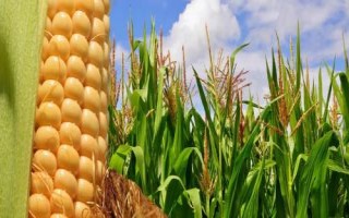 众德丰1号玉米品种的特性,适宜播期4月下旬至5月上旬