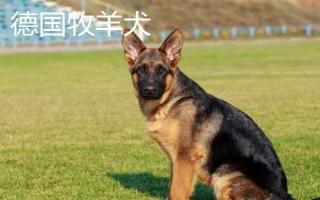 比利时牧羊犬的性格，性格聪明、勇敢