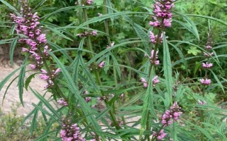 益母草能直接喂牛吗,可以直接给牛喂食益母草