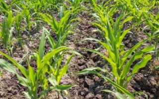 登海鲁西208玉米品种简介，注意防治瘤黑粉病