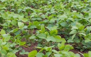 中赣601大豆品种的特性，5月底至6月中上旬播种