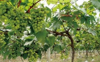 哪个品种的提子好吃，常见的有美人指、温克提子、黑珍珠等