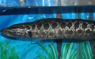 斑鳢的简介，与乌鳢同属不同种