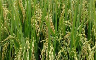 泓两优丝占水稻种简介,秧田亩播种量8-10千克