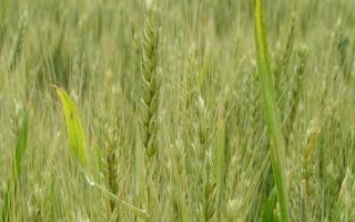 科农1002小麦种简介，足墒播种