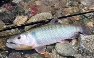 马口鱼的生活环境，常栖息在山涧溪流中