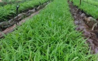 白芨种苗的价格，1株需要0.2-0.8元左右