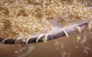 蟹塘放苗后水浑转塘的原因,可能塘口是新开的