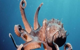 章鱼有几只触手，一共有八条所以被叫做八爪鱼