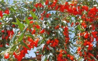 枸杞常见的病虫害防治方法，常见的有炭疽病、灰斑病和白粉病等