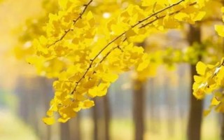 被称为活化石的植物有哪些，包括银杏、水松、红豆杉、金钱松等品种