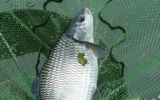 鲮鱼简介，是常见的中下层淡水鱼类