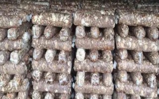 香菇菌棒转色的条件，水分极为重要