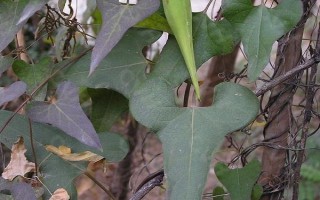 种植何首乌的前景怎么样,目前来看前景可观