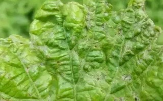 葡萄毛毡病的发生特点，叶片上会出现苍白色病斑