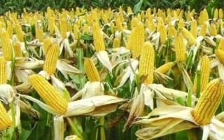 春秋219玉米品种简介,适合种植在吉林省内的中晚熟玉米区