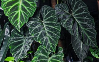 蔓绿绒能在家养吗，适合在家中养殖