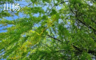 杨树有哪些常见品种,山杨、意杨、串杨等品种较常见