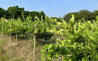 香水柠檬苗的价格，一棵需要3.6-5.9元左右