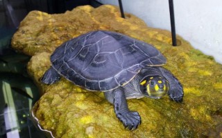 黄头侧颈龟能不能养，野生的不能人工饲养