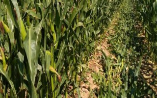 京甜紫花糯2号玉米品种简介，每亩植3000株左右