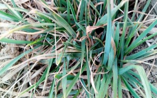 防治小麦红蜘蛛和蚜虫的用药，可选择高效氯氟氰菊酯、联苯菊酯等