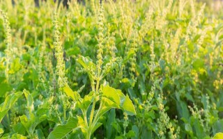 怎么种植罗勒,播种前在温水中浸泡10分钟