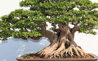 让榕树主干发芽的方法，萌芽前可在芽点处涂抹赤霉素