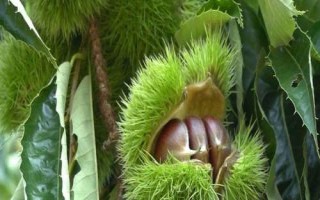 光杆栗子树栽种后为何不发芽,一般是由于留枝过多所导致