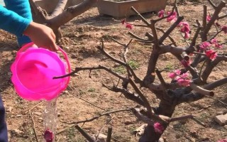 梅花的花期有多长，通常持续一个月左右