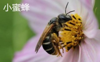 蜜蜂的种类，全世界一共有9种