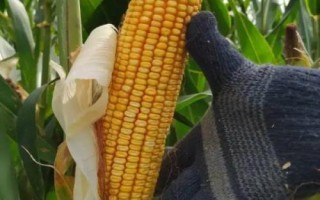 华皖620玉米种子特点,普通夏玉米品种