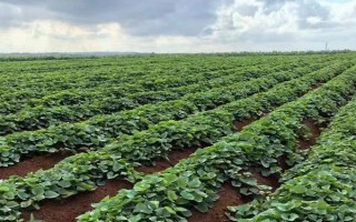 红薯种植如何翻秧，在水分充足的情况下红薯需要翻藤