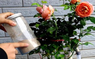 月季花如何养殖，要遵循干透浇透的浇水原则