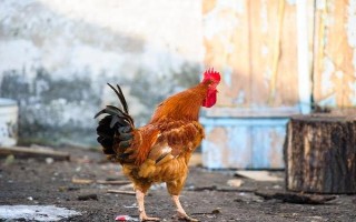 为什么公鸡早上会打鸣，是由于其体内有着极为敏感的生物钟