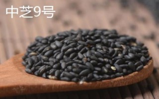 哪个品种的芝麻香,根据环境气候选择品种
