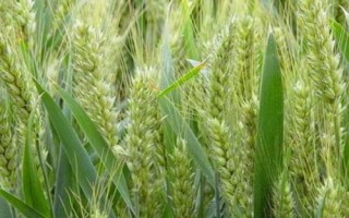 邢麦43小麦品种的特性,平均生育期230天
