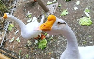 鹅能当宠物养吗，鹅可以当宠物养