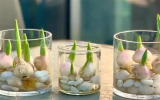 郁金香种一次就会死亡吗，属于多年生草本植物可以重复栽种