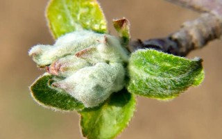 怎么对果树使用冲施肥，气候干旱时可在萌芽期冲施有机水溶肥