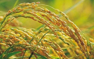 律优308水稻种子特征特性,每亩有效穗数18.9万